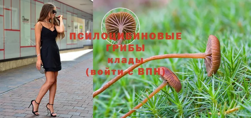 где найти наркотики  Хотьково  Галлюциногенные грибы Psilocybine cubensis 